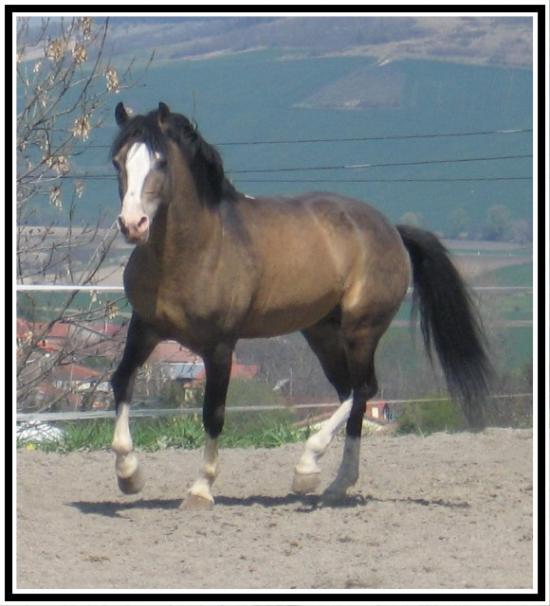 baccara