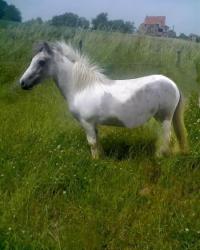 TERRE D'EPONA