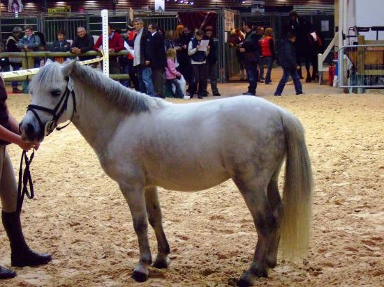 2008_1103equitalyon0089.JPG