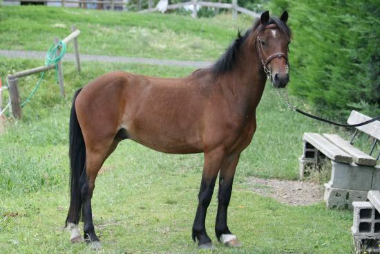 spirit d epona