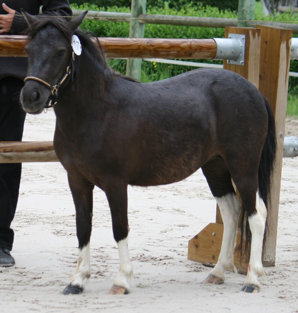 ally-mac-beal-d-epona-85.jpg