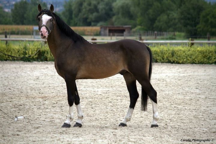 baccara