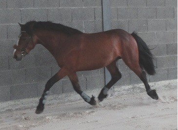Brio des claffs 2