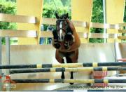 Brio des claffs 8