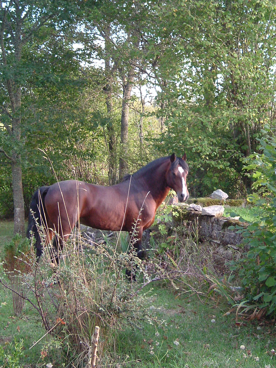 Claf dans le jardin