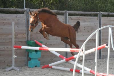 Cybelle de peyraud 24 l