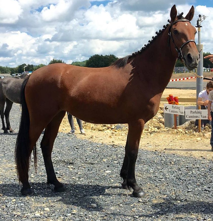 Epona de belair 1 1