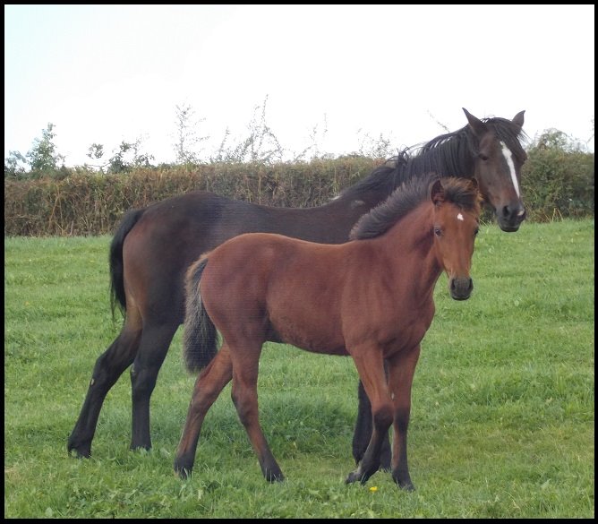 Epona de belair 1