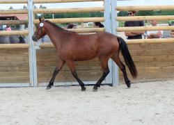 Epona de belair 2 1