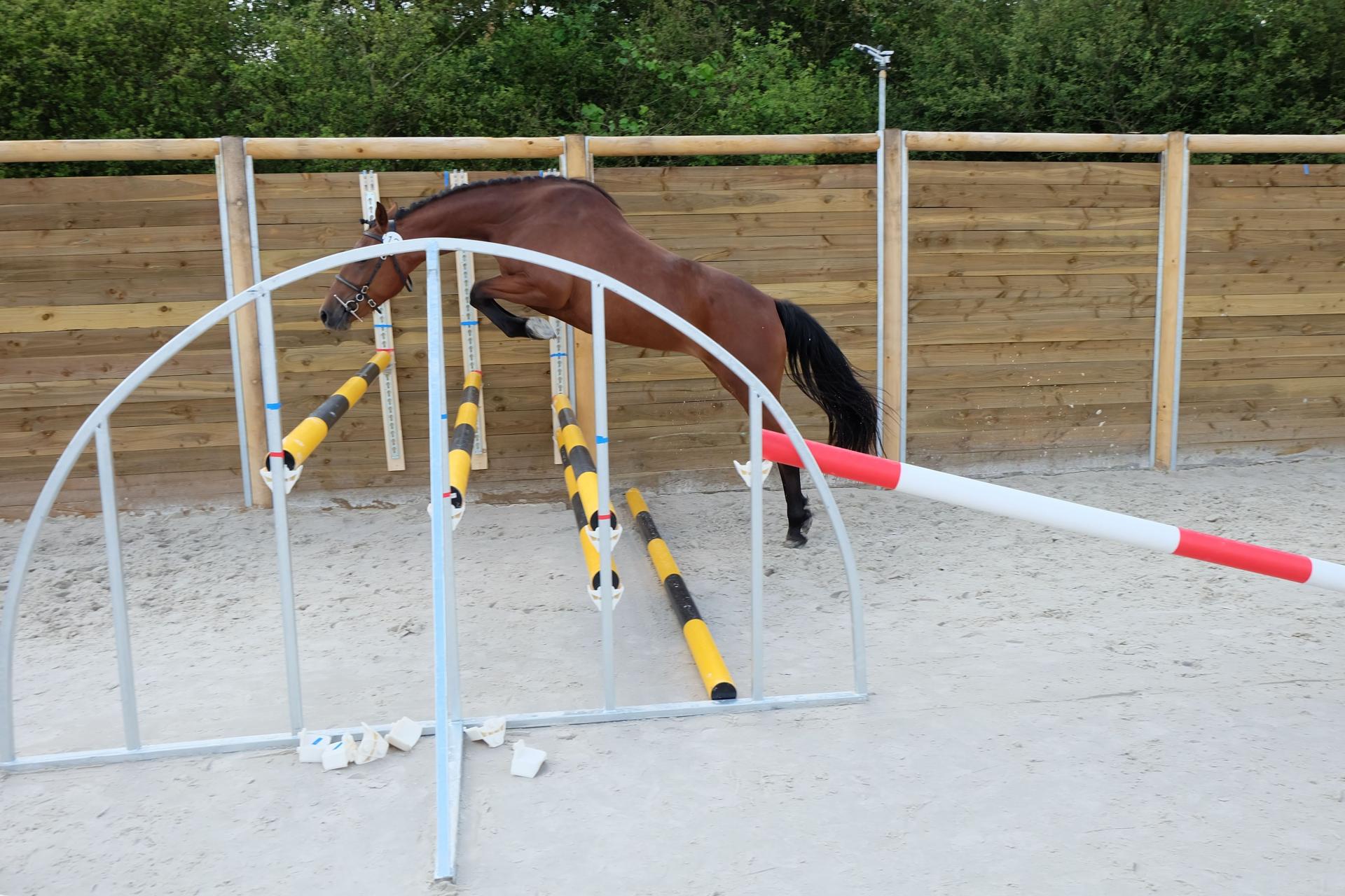 Epona de belair 4 1