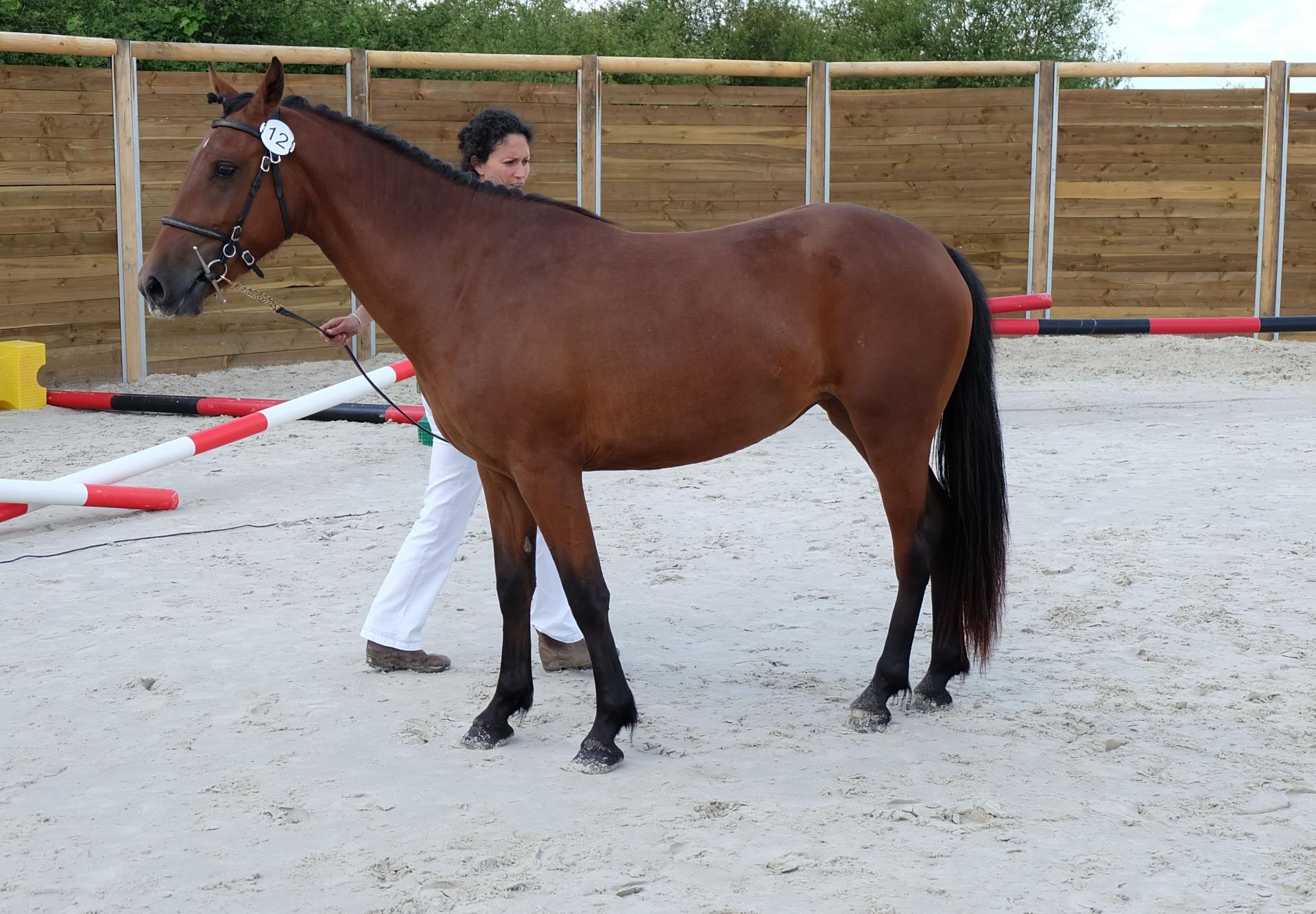 Epona de belair 5 1