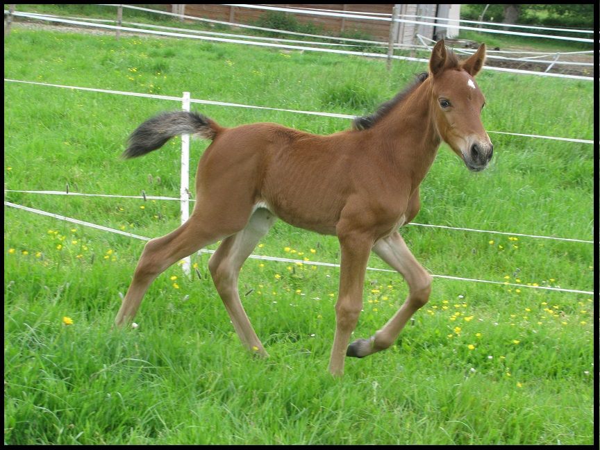Epona de belair 7 1