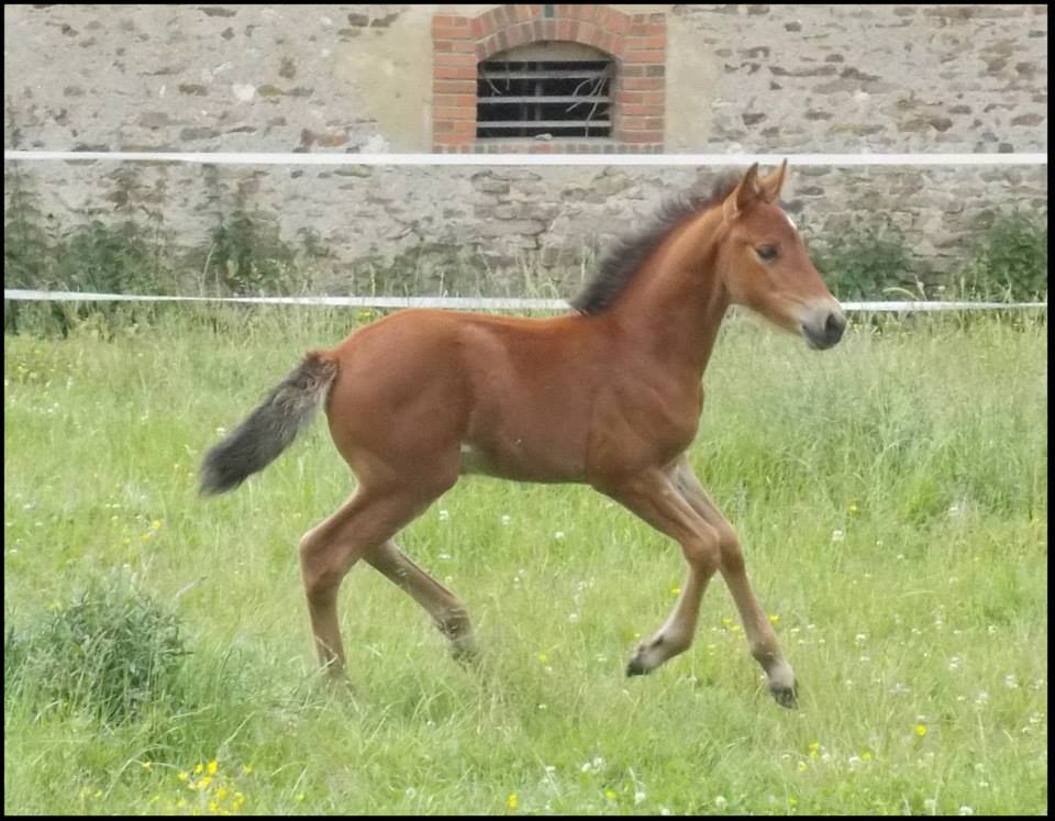 Epona de belair 9
