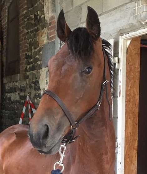 Eric clapton d epona 3