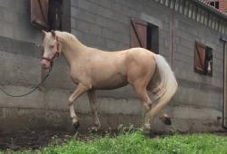 Flash back d epona 1