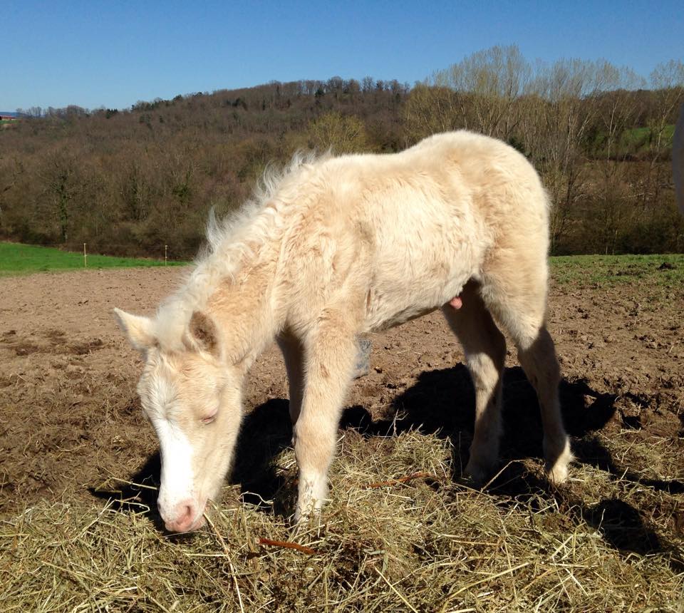 Flash back d epona