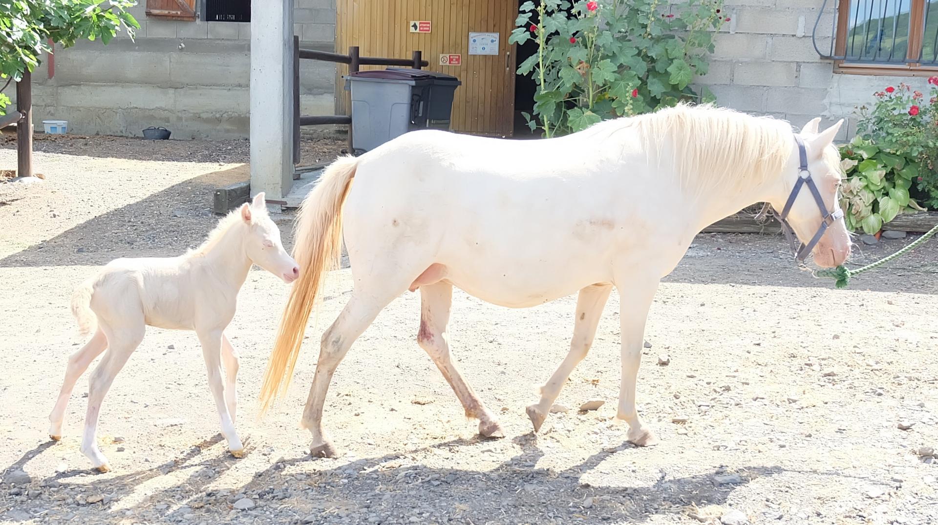 G d epona 1 