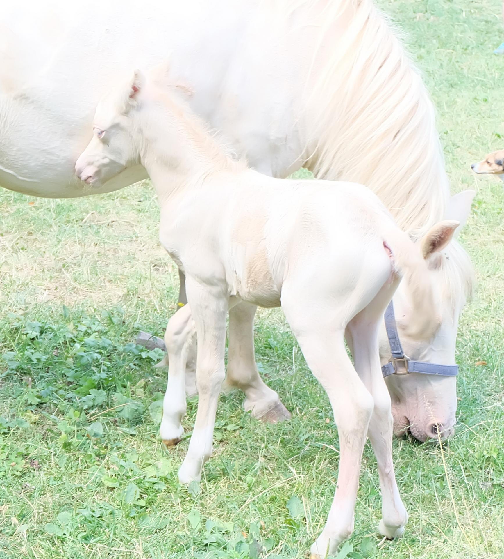 G d epona 3 