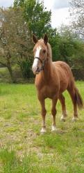 Hirondelle 3