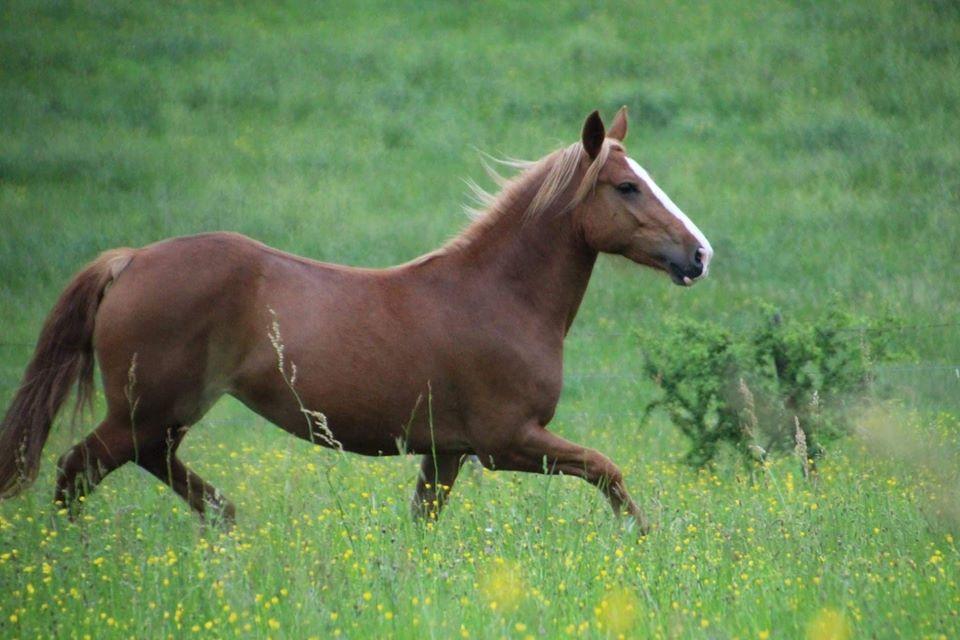 Hirondelle 6 1
