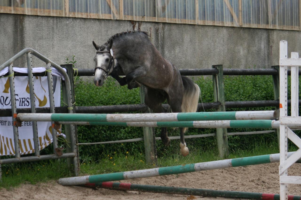 veni Vedi Vici d'Epona