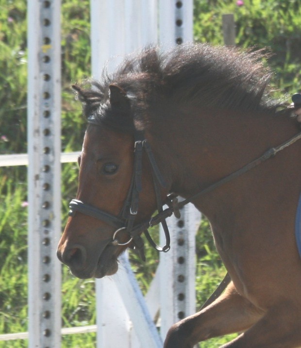 polka-d-epona-2.jpg