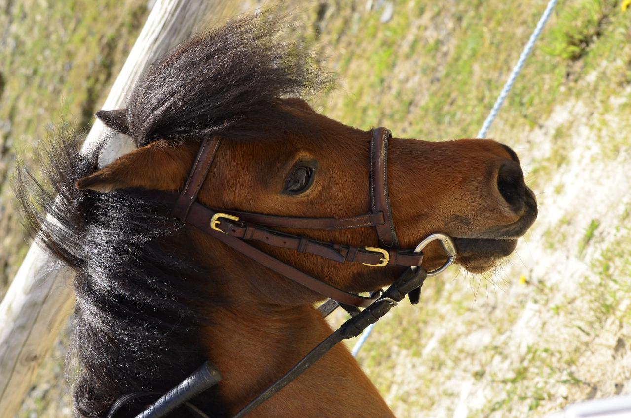 polka-d-epona-5.jpg