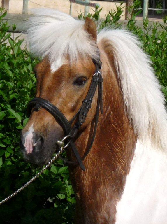 poly-pocket-d-epona-3.jpg