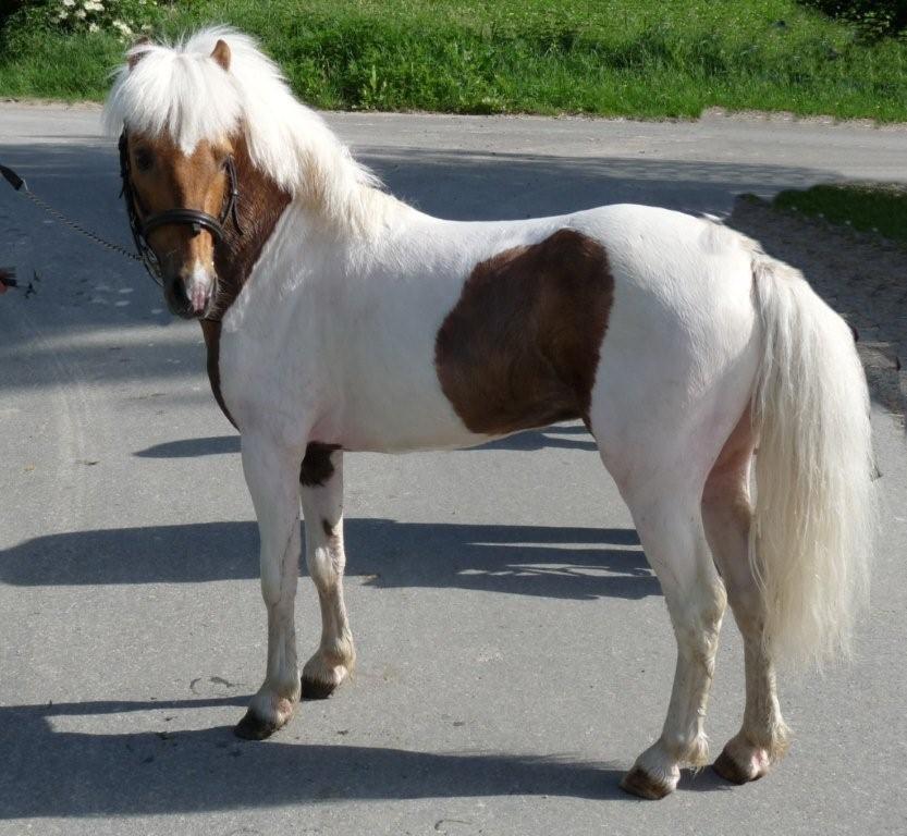 poly-pocket-d-epona-6.jpg