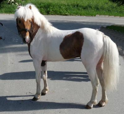 poly-pocket-d-epona-6.jpg