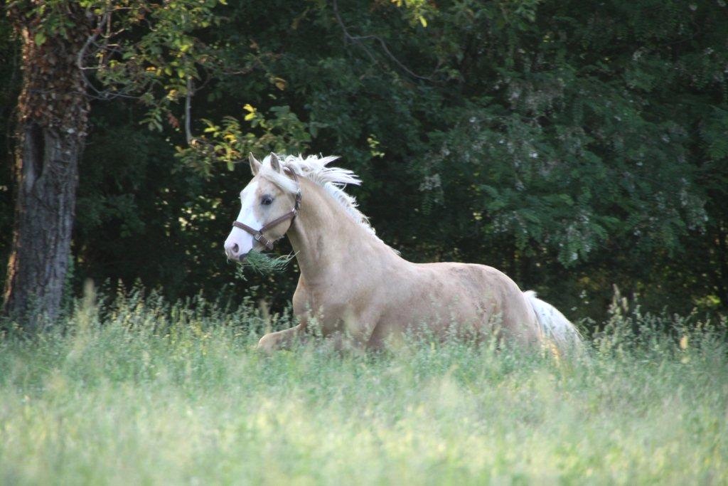 ultima-tom-d-epona-1.jpg