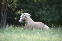 ultima-tom-d-epona-1.jpg