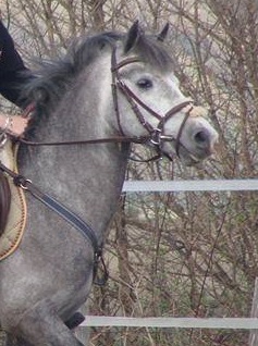Veni vedi vicci d epona
