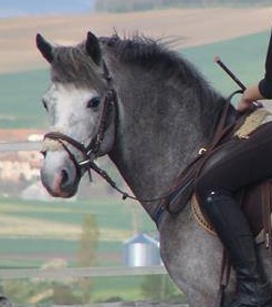Veni vedi vicci d epona